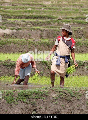 Les femmes le repiquage du riz sur une rizière en Inde du Sud Photo ...