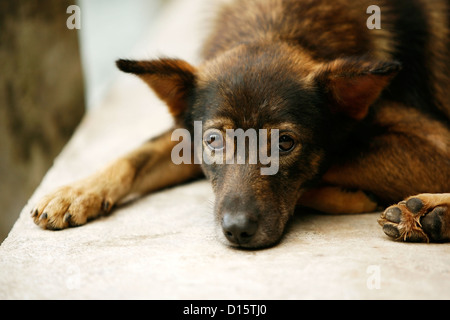 Chiot couleur brune aux yeux tristes ressemble Banque D'Images