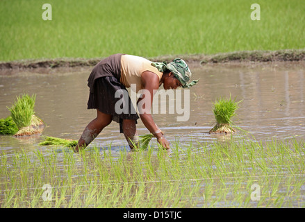 Femme Malgache le repiquage du riz dans les rizières près d'Ambositra, Madagascar, Afrique. Banque D'Images