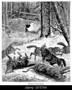 La gravure de l'époque victorienne qui chassent les loups dans les forêts de Russie , 1897 Banque D'Images