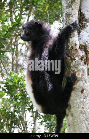 Le Propithèque de Milne-Edwards Propithecus edwardsi Indriidae,,, les Primates. Parc national de Ranomafana, Madagascar. En voie de disparition. Banque D'Images