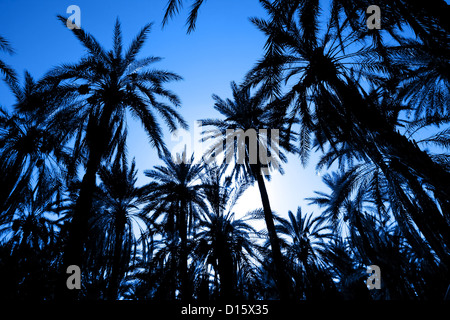 Coucher de soleil avec des arbres dans la date palm plus grande oasis de Tozeur en Tunisie Banque D'Images