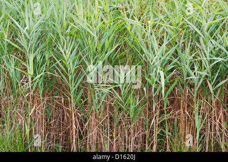 Saltmarsh Spartines qui est aussi connu comme lisse Spartina alterniflora) Banque D'Images