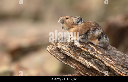 Un aboiement de Pika un rocher de la perchaude. Banque D'Images