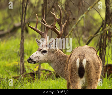 Un trophée du Cerf à queue noire jusqu'à la balle. Banque D'Images