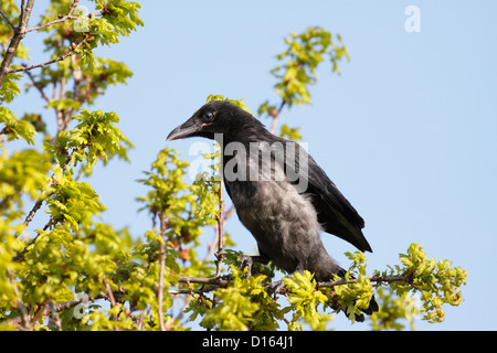 Jeune Corneille noire (Corvus corone), Inverness, Highlands, Écosse, Royaume-Uni Banque D'Images