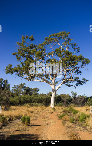 Ghost gum géant près de Trephina Gorge, dans East MacDonnell, Alice Springs, dans le centre rouge de l'outback du Territoire du Nord en Australie Centrale Banque D'Images