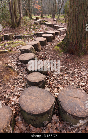 Journal de coupe pas en chemin à travers woodland forest, Westonbirt Arboretum, Gloucestershire, Royaume-Uni Banque D'Images