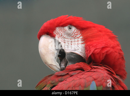 Ara rouge (Ara macao) portrait Banque D'Images