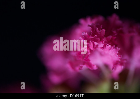 Résumé rouge Syzygium aromaticum close up ressemble à feu Banque D'Images