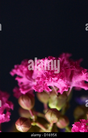 Résumé rouge Syzygium aromaticum close up ressemble à feu Banque D'Images