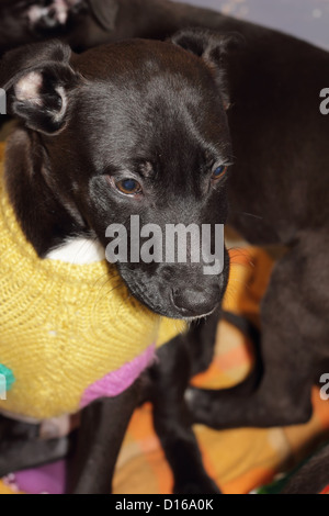 Closeup Portrait of a Black chiot mignon Banque D'Images