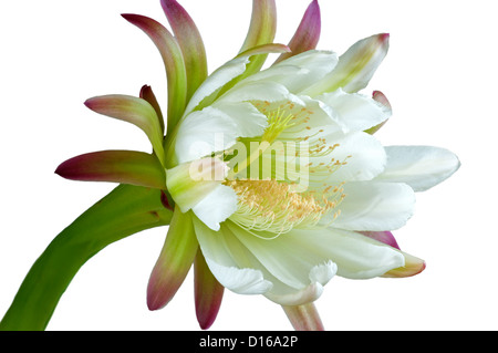 Fleur de Cactus Cereus Apple péruvienne (peruviansis) Banque D'Images