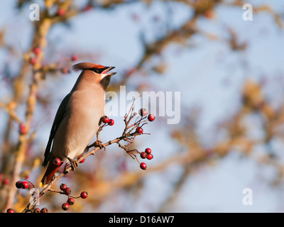 Jaseur boréal Bombycilla garrulus perché sur Hawthorn Bush Banque D'Images