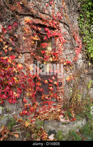 Réducteur, japonais, du Parthenocissus tricuspidata Feldberger Seenlandschaft, Mecklenburg-Vorpommern, Allemagne Banque D'Images