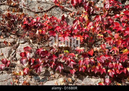 Réducteur, japonais, du Parthenocissus tricuspidata Feldberger Seenlandschaft, Mecklenburg-Vorpommern, Allemagne Banque D'Images