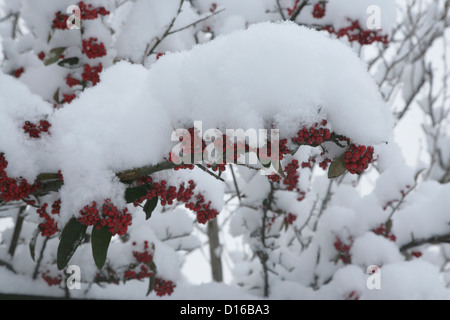 La montagne européenne-ash dans la neige (Sorbus aucuparia Feldberger Seenlandschaft,), Mecklembourg-Poméranie-Occidentale, Allemagne Banque D'Images