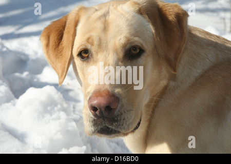 Labrador Retriever, Canis lupus familiaris, Feldberger Seenlandschaft, Feldberg, Mecklenburg-Vorpommern, Allemagne Banque D'Images