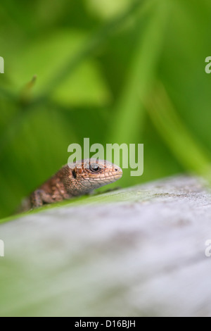 Commune européenne (lézard Lacerta vivipara, Zootoca vivipara), l'Europe, l'Estonie Banque D'Images