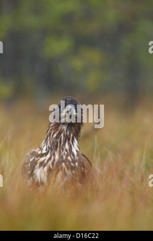Pygargue à queue blanche (Haliaeetus albicilla). L'Europe, l'Estonie Banque D'Images