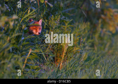 Kit Red Fox (Vulpes vulpes) est d'oeil de la végétation. Banque D'Images