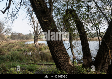 Autour de fleuve Bug, l'Est de la Pologne Banque D'Images