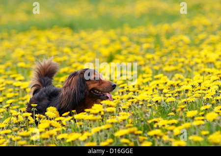 Teckel sur les pissenlits meadow Banque D'Images