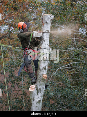 Bouleau blanc arbre qu'on abat par un homme avec une tronçonneuse -1 Banque D'Images