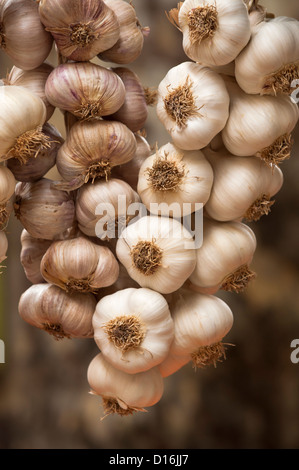 La pendaison de bulbes à Aix en Provence, Marché Banque D'Images