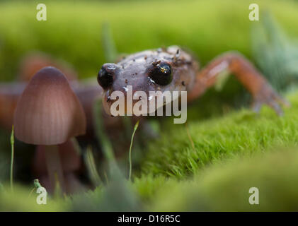 Elkton, Oregon, États-Unis. Le 9 décembre 2012. Une salamandre Ensatina Oregon se hisse sur une mousse et couverts de champignons dans un journal de forêts humides près de Elkton, Oregon, USA. Les salamandres sans poumons Ensatina sont respirate et par leur peau. (Crédit : Crédit : Image/ZUMAPRESS.com/Alamy Loznak Robin Live News) Banque D'Images