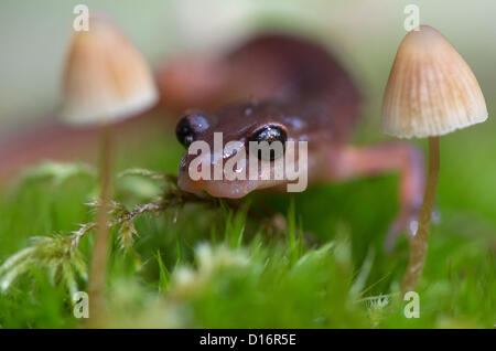 Elkton, Oregon, États-Unis. Le 9 décembre 2012. Une salamandre Ensatina Oregon se hisse sur une mousse et couverts de champignons dans un journal de forêts humides près de Elkton, Oregon, USA. Les salamandres sans poumons Ensatina sont respirate et par leur peau. (Crédit : Crédit : Image/ZUMAPRESS.com/Alamy Loznak Robin Live News) Banque D'Images