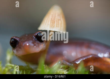 Elkton, Oregon, États-Unis. Le 9 décembre 2012. Une salamandre Ensatina Oregon se hisse sur une mousse et couverts de champignons dans un journal de forêts humides près de Elkton, Oregon, USA. Les salamandres sans poumons Ensatina sont respirate et par leur peau. (Crédit : Crédit : Image/ZUMAPRESS.com/Alamy Loznak Robin Live News) Banque D'Images