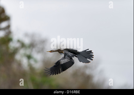 Anhinga ( Snakebird) en vol sur les rives du canal à Mount Dora dans le centre de la Floride, USA Banque D'Images