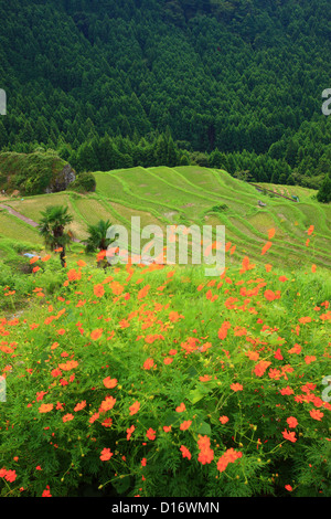 Des fleurs, des arbres et des rizières en terrasses dans la région de Kumano, préfecture de Mie Banque D'Images