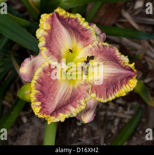 Rouge et jaune spectaculaire de fleurs avec pétales d'hémérocalles frilly tranchant - Hemerocallis 'Alexa Kathryn' avec des abeilles indigènes australiens Banque D'Images