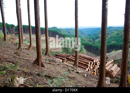 Couper des arbres en forêt de cèdres, Préfecture Tochigi Banque D'Images