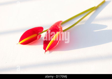 Flamingo Lily fleurs sur tableau blanc Banque D'Images