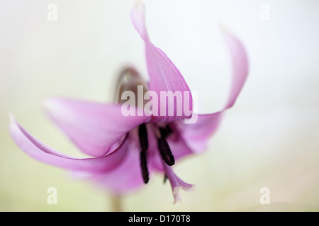 Close up of Canine fleur violette Banque D'Images