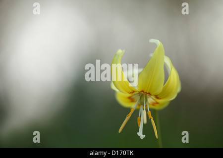 Close up of Canine fleur violette Banque D'Images