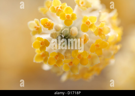 Close up of Oriental Paperbush fleurs Banque D'Images