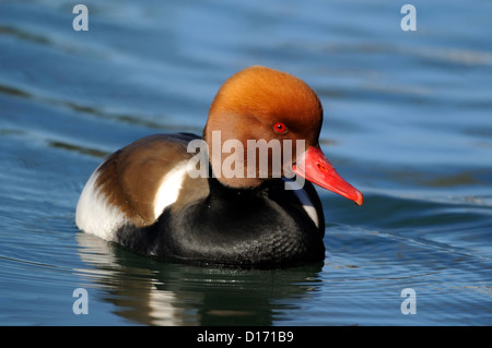 Kolbenente, Netta rufina (Maennchen) Red-crested Pochard, homme • Bade-Wurtemberg, Allemagne Banque D'Images