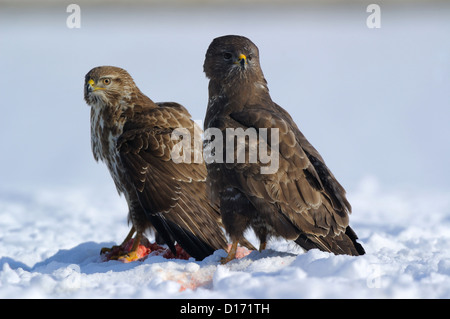 Maeusebussard, mit Beute (Buteo buteo) Buse variable, avec les proies • Bade-wurtemberg ; Deutschland Banque D'Images