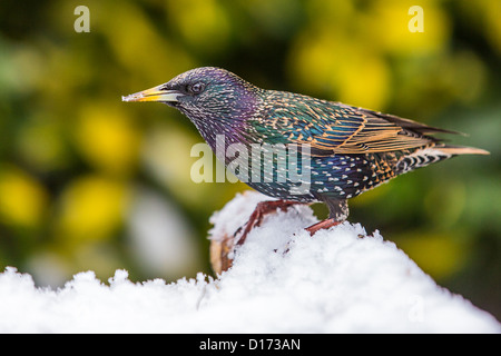 Close-up d'un étourneau sansonnet (sturnus vulgaris) debout sur une branche tombée couvertes de neige Banque D'Images