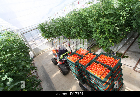 Les tomates cultivées dans une grande maison de verre dans le sud de l'Angleterre. Banque D'Images