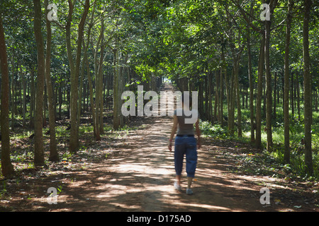 Femme marche à travers plantations de caoutchouc, Kampong Cham, Cambodge Banque D'Images