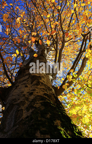 Arbre Jaune automne photographié d'en dessous Banque D'Images
