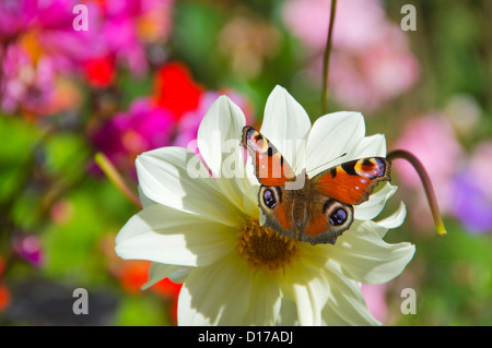 Papillon paon sur Dahlia fleur, Ecosse Banque D'Images