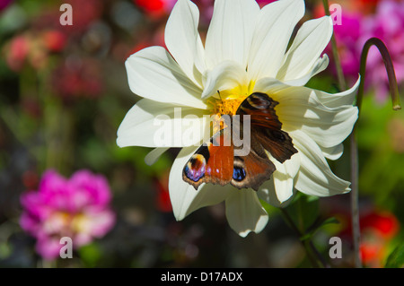 Papillon paon sur Dahlia fleur, Ecosse Banque D'Images