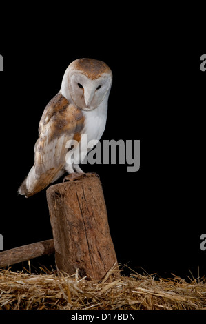 Effraie des clochers (Tyto alba) adulte perché sur old post, Avila, Espagne, Europe Banque D'Images