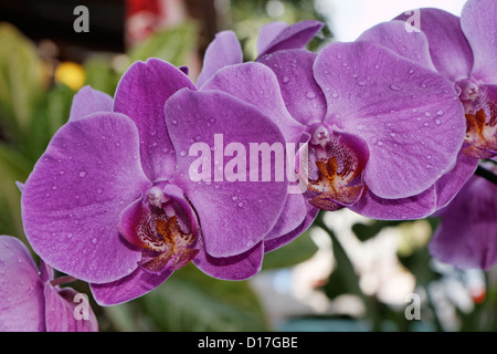 La Thaïlande, Koh Samui, fleurs d'orchidées (Orchis sp.) Banque D'Images